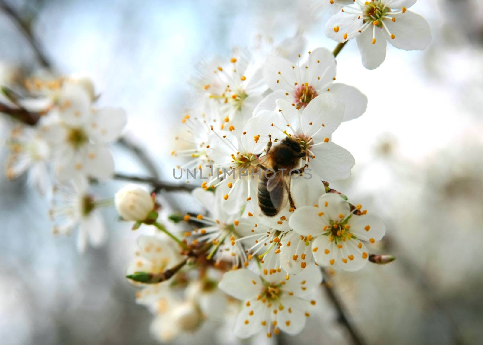 Spring white blossoms