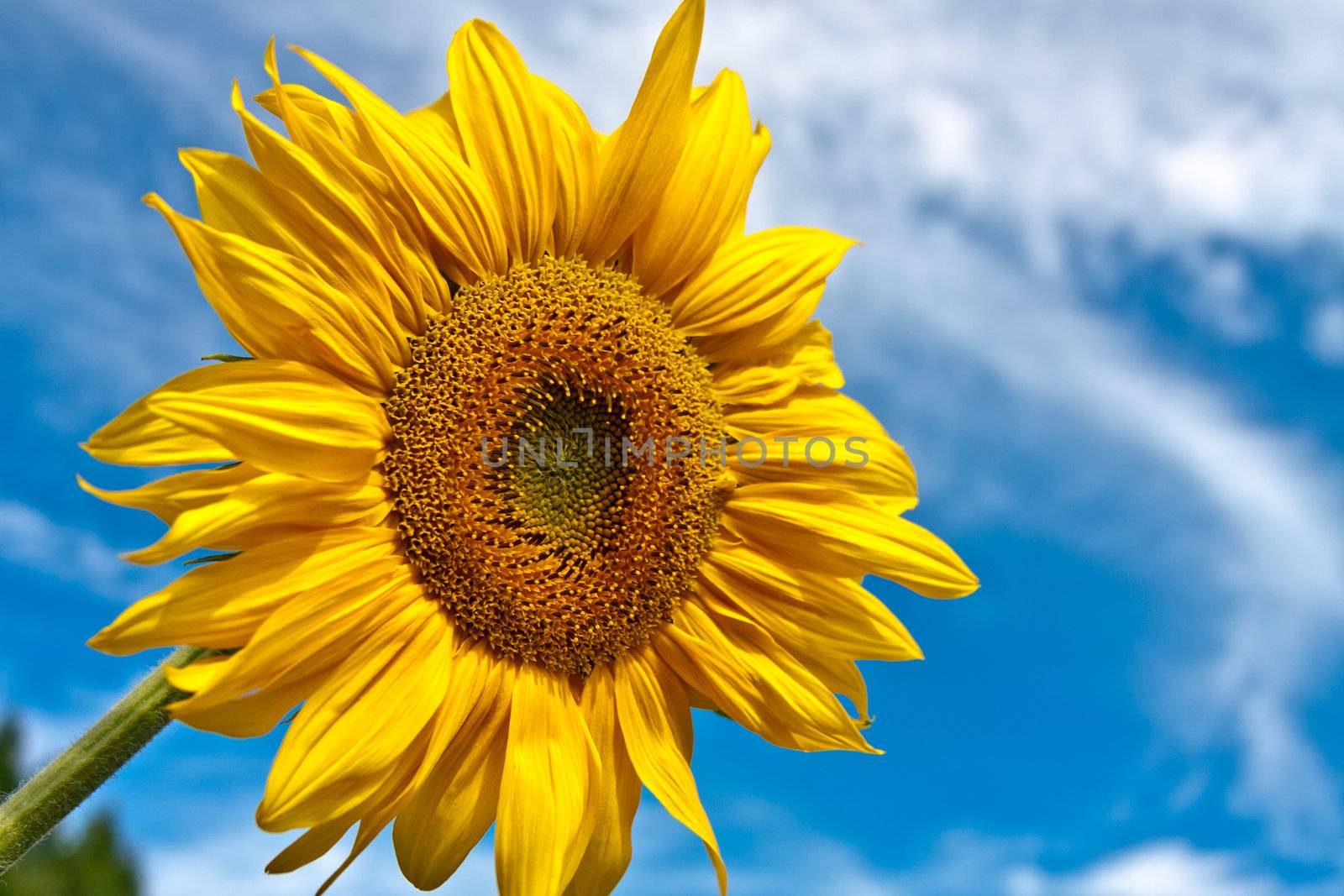 Sunflower