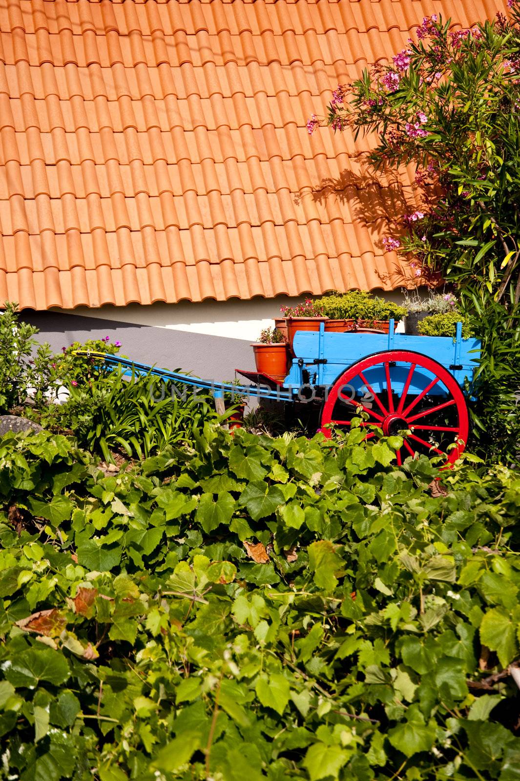 scene in portugal / island of madeira