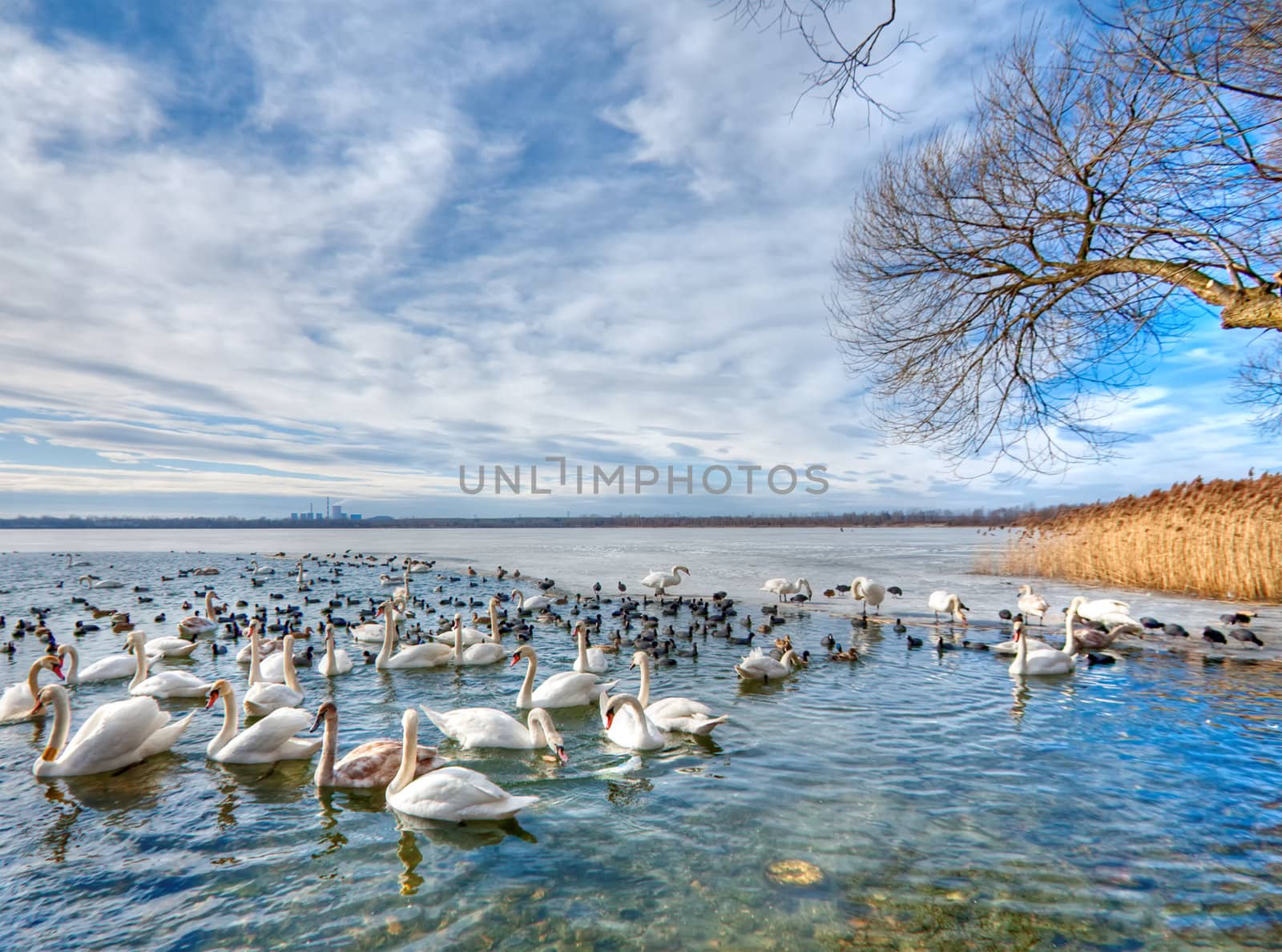 Swan lake on blue sky