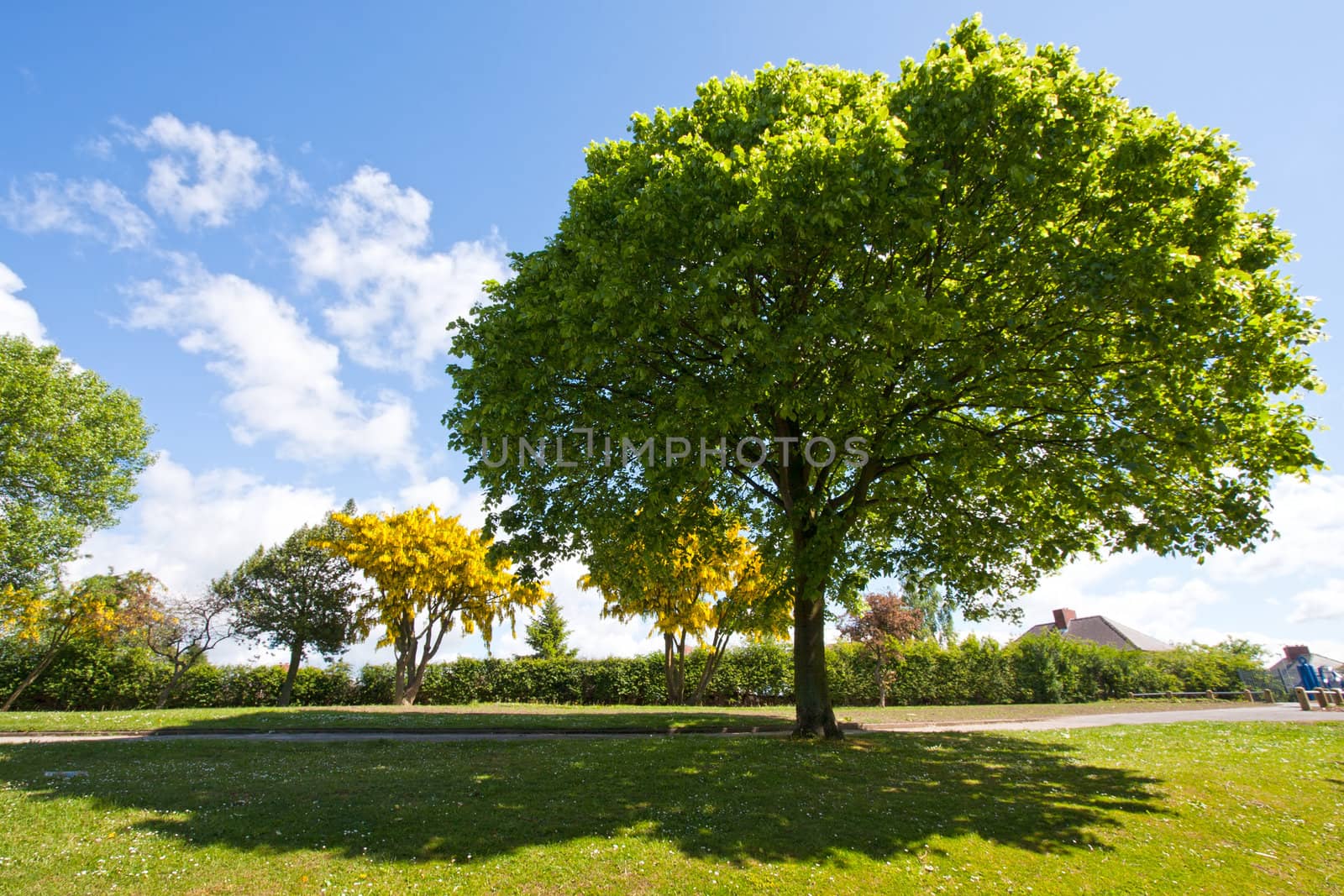 Tree in the park