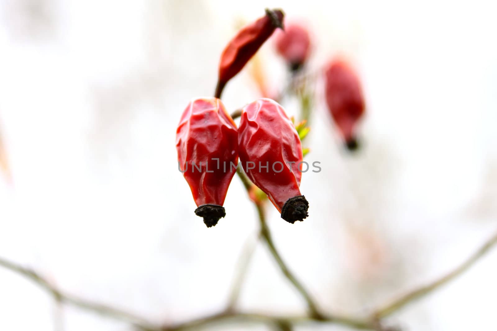 Wild rose in nature