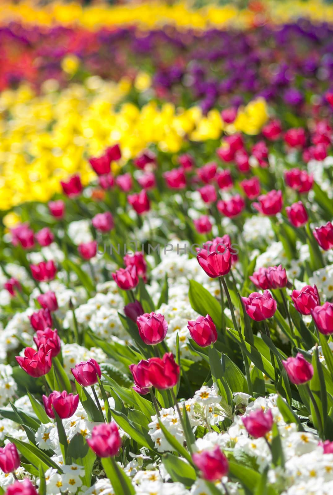 Details of flowerbed in perspective with shallow depth of field.