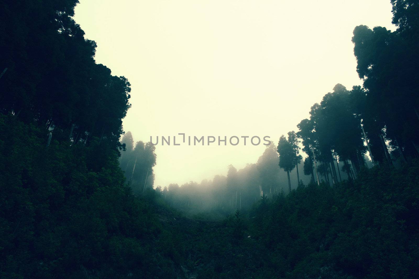 misty forest by Jeffrey