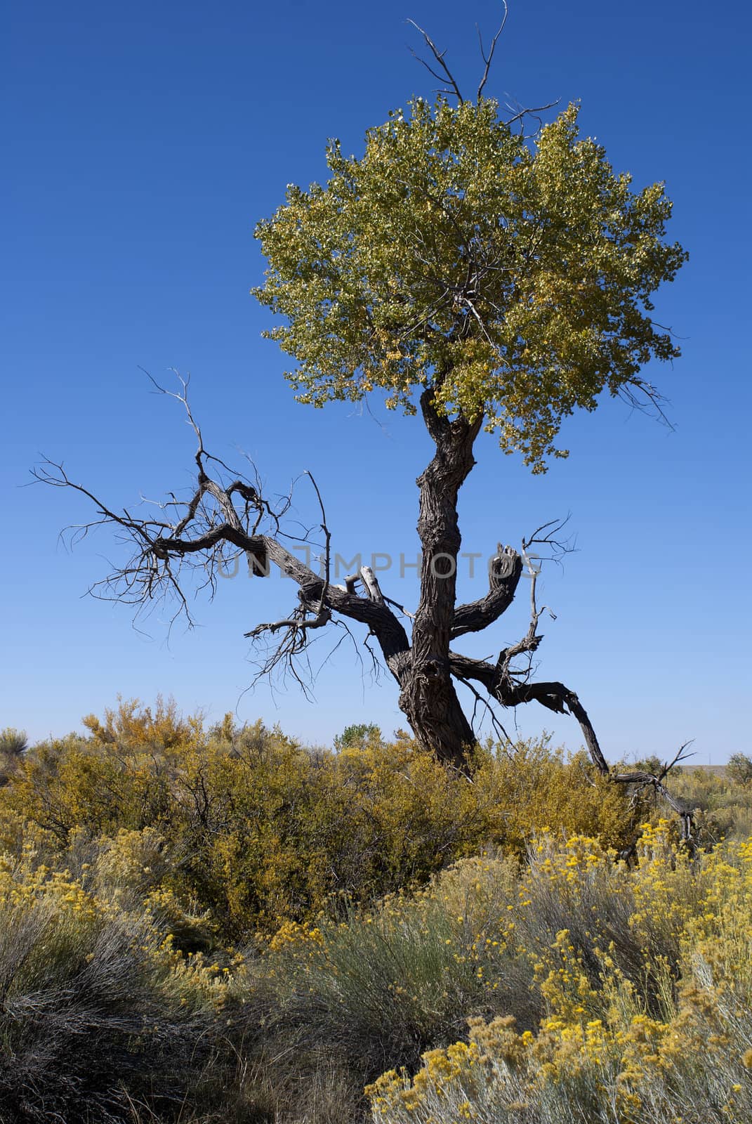Half dead tree in the high desert under blue sky. by Claudine