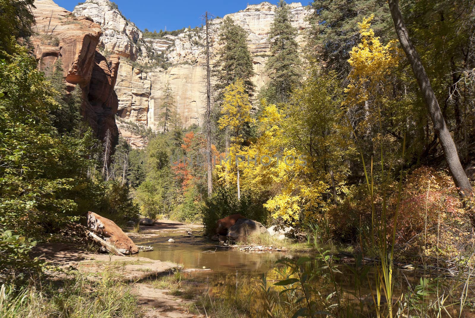 Oak Creek meanders through the canyon showing off fall colors ne by Claudine