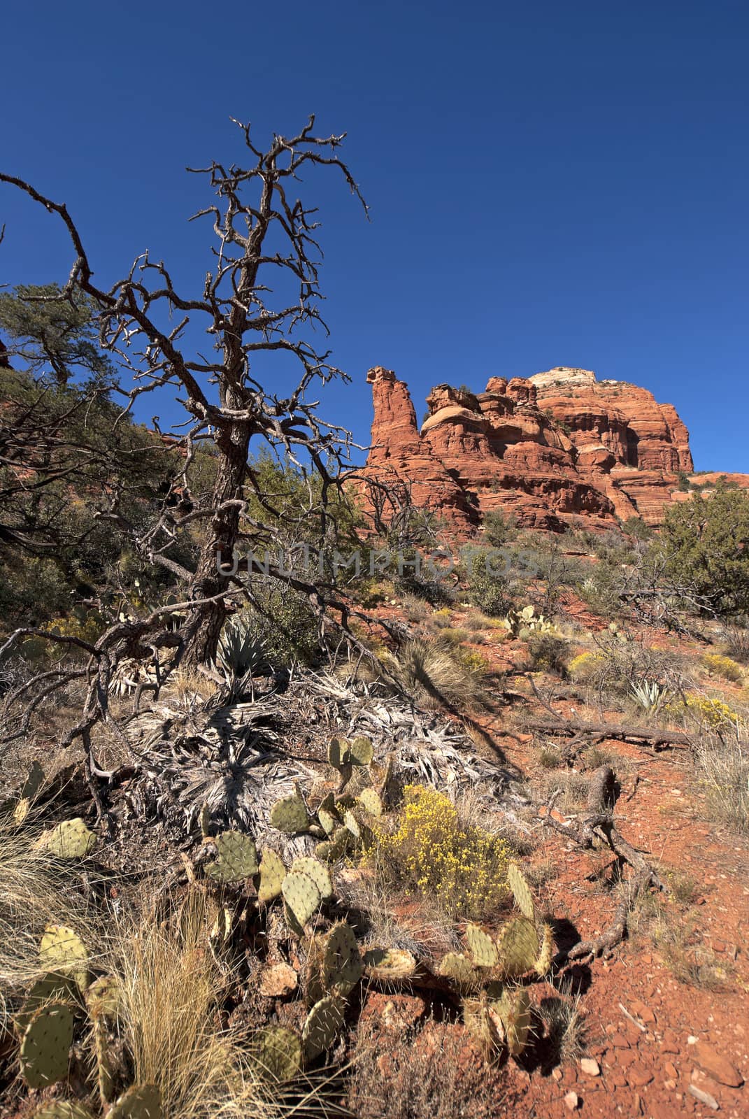 Dead tree, cactus, scrub and red rocks against blue skies.