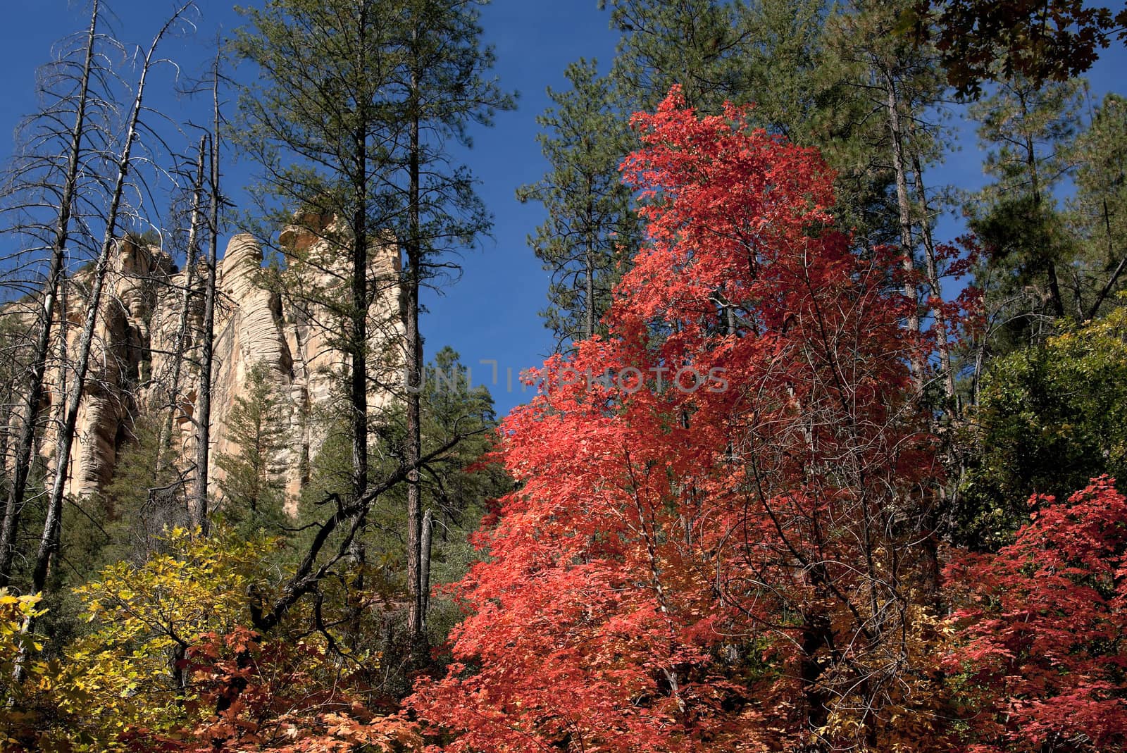 Fall colors some trees red, others yellow in forest near Sedona. by Claudine