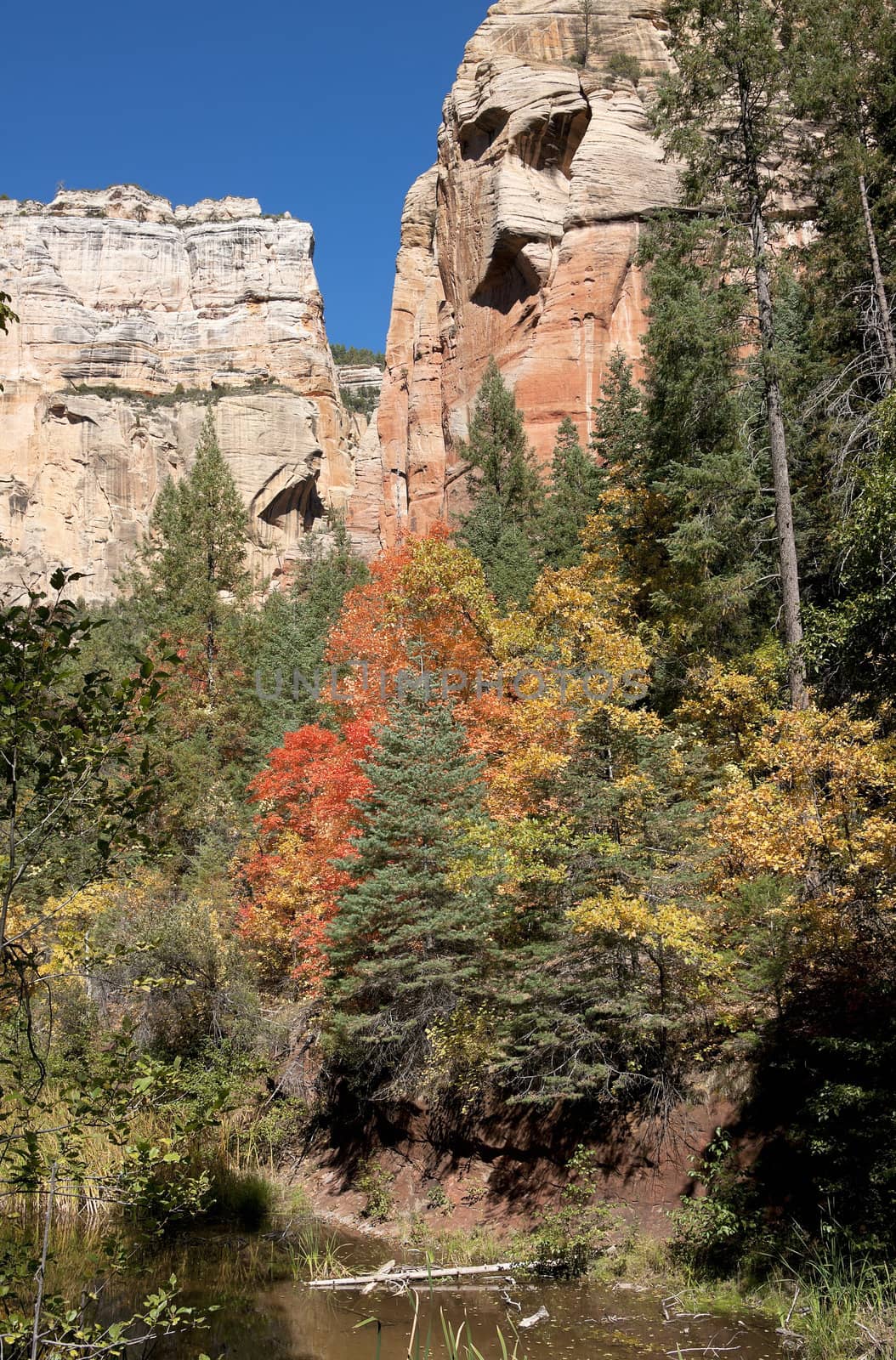 Fall colors along Oak Creek forested canyon near Sedona. by Claudine