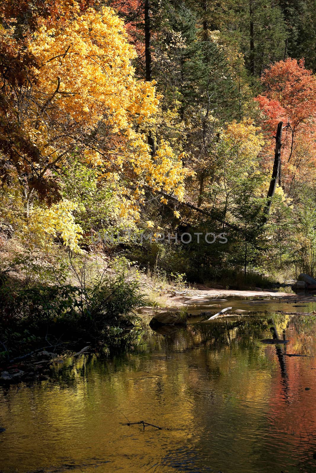 Forested border of Oak Creek canyon shows its fall colors twice  by Claudine