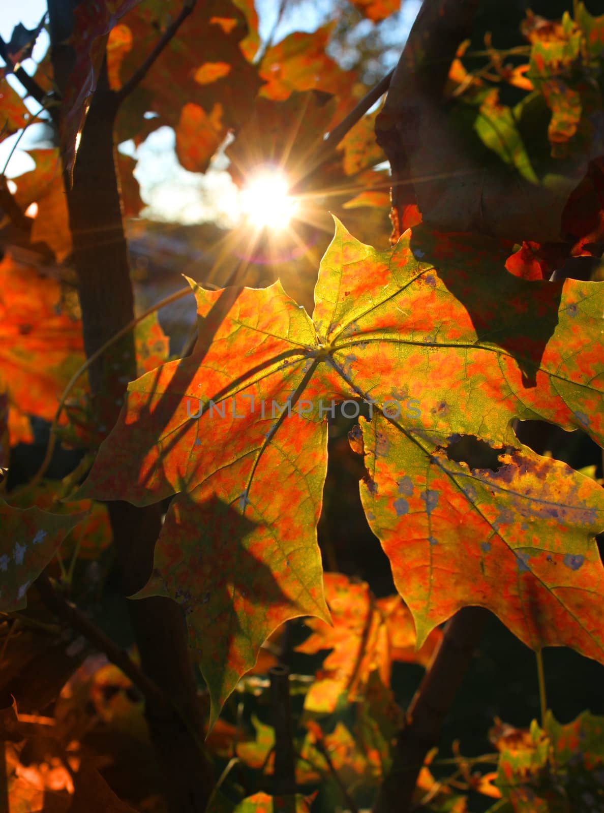 sunlight through maple leafs in colorful autumn garden 