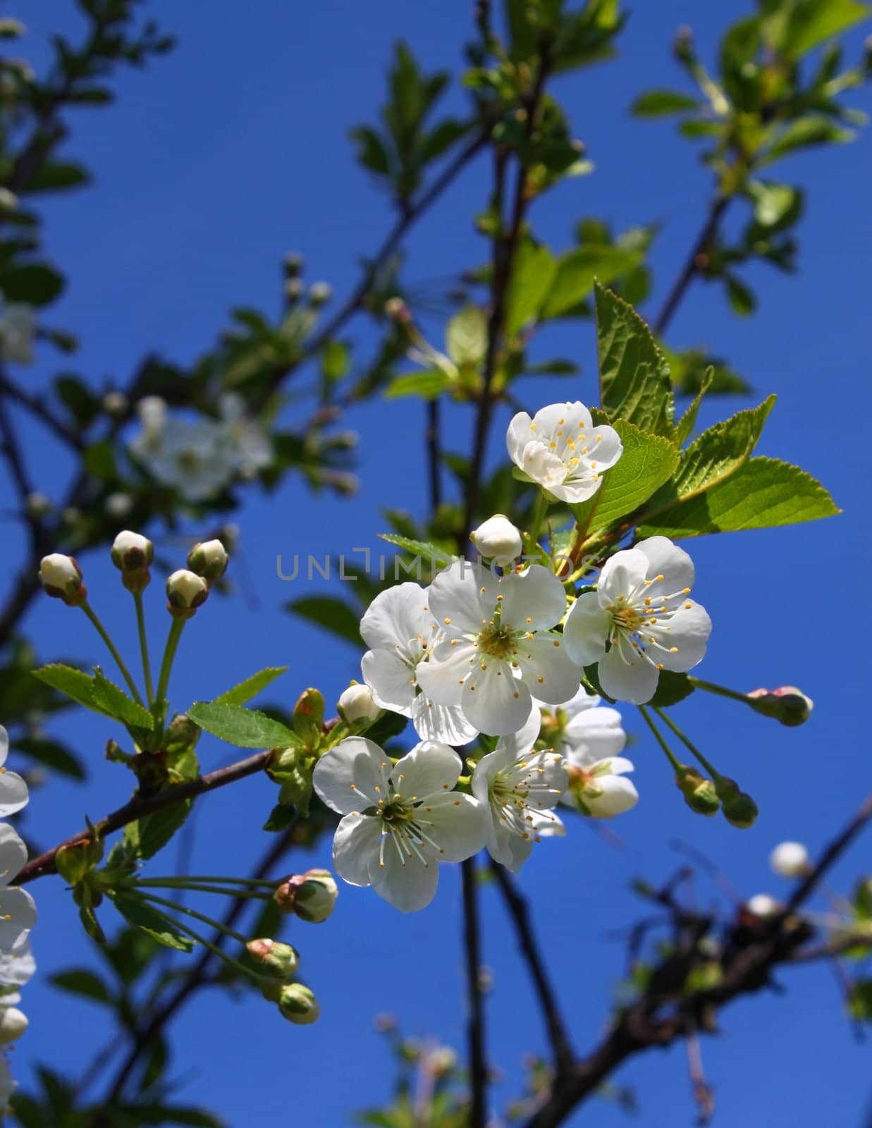 White cherry tree flowers on blue spring sky background