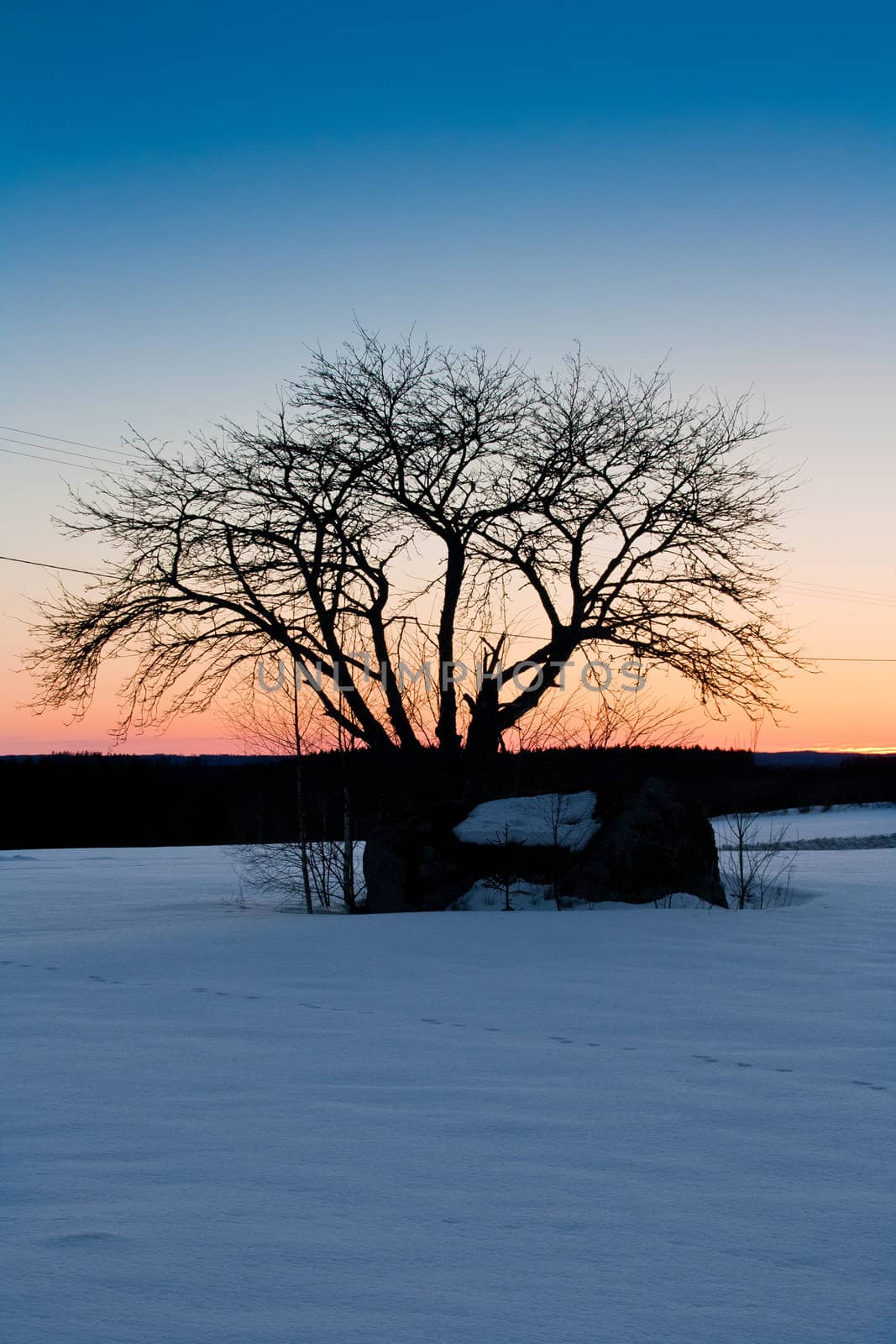 Rowan tree on a sunset