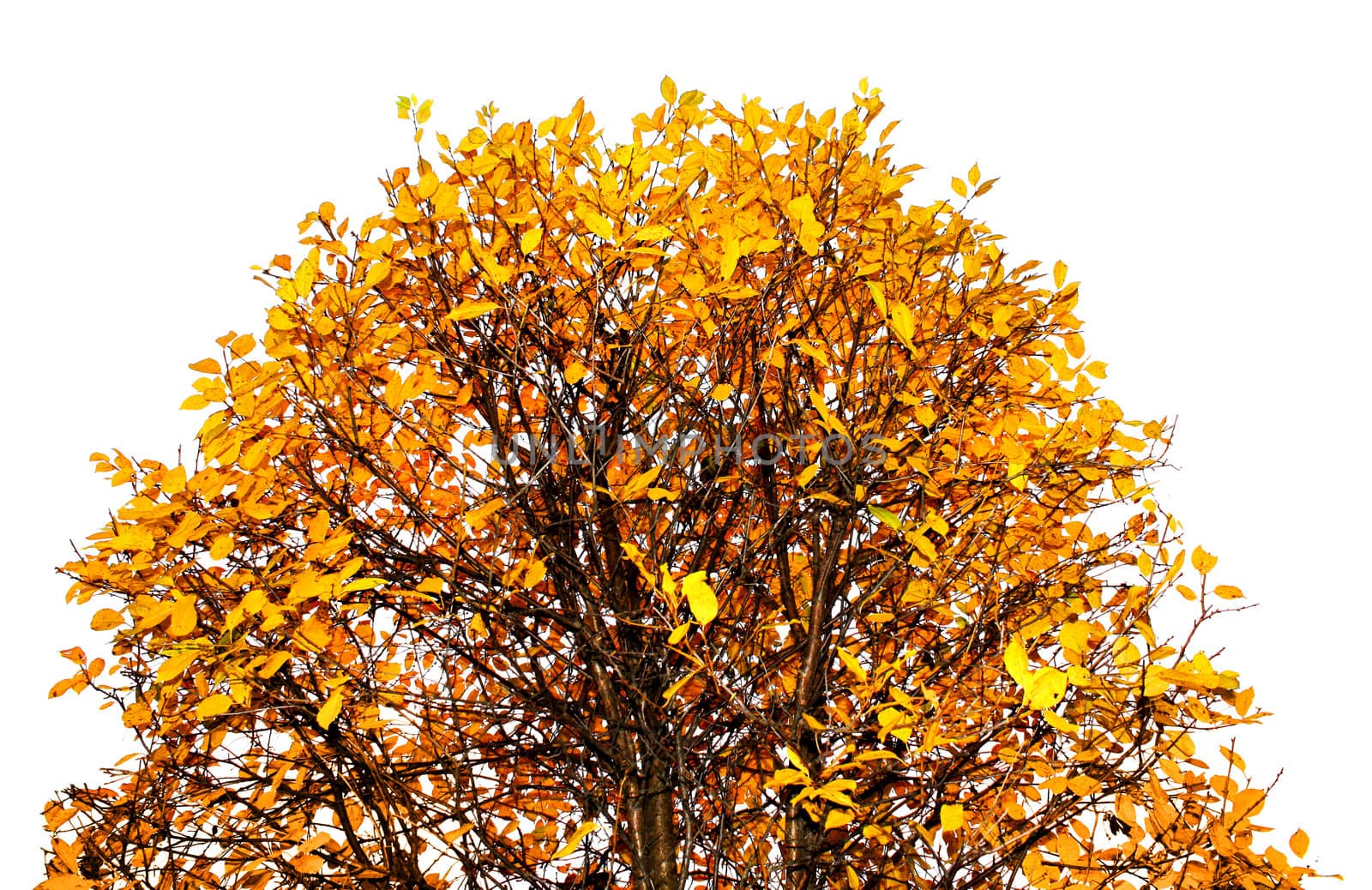Colorful autumn leaves tree top isolated on white