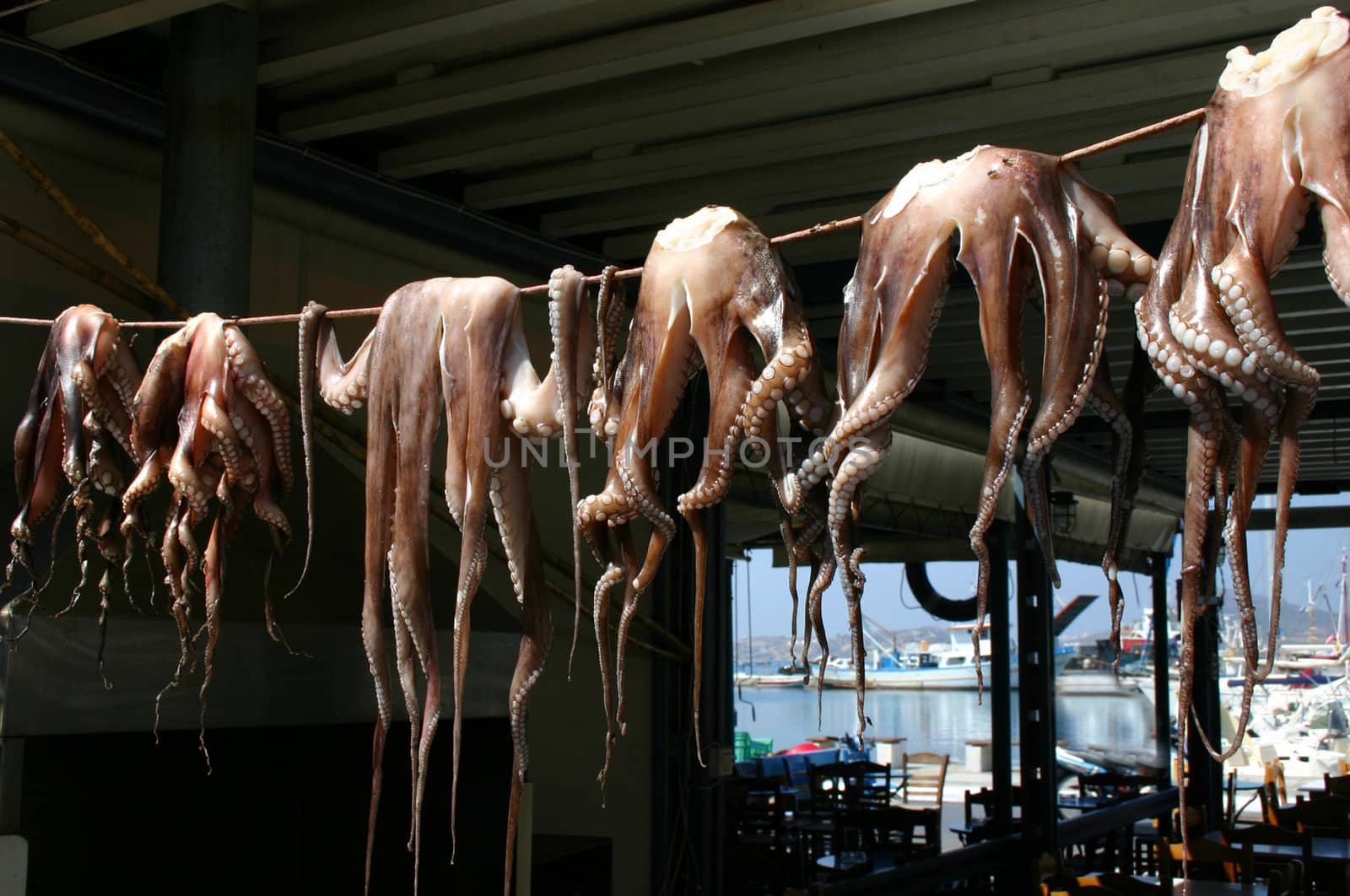 Drying octopus by anterovium