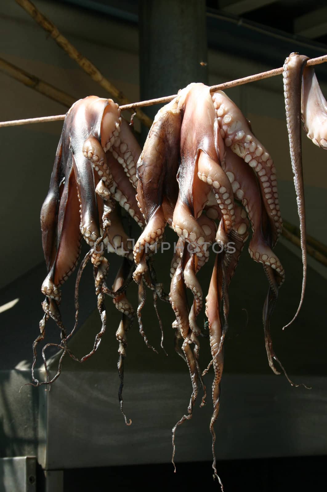 Drying traditional Greek octopus sea food outdoors