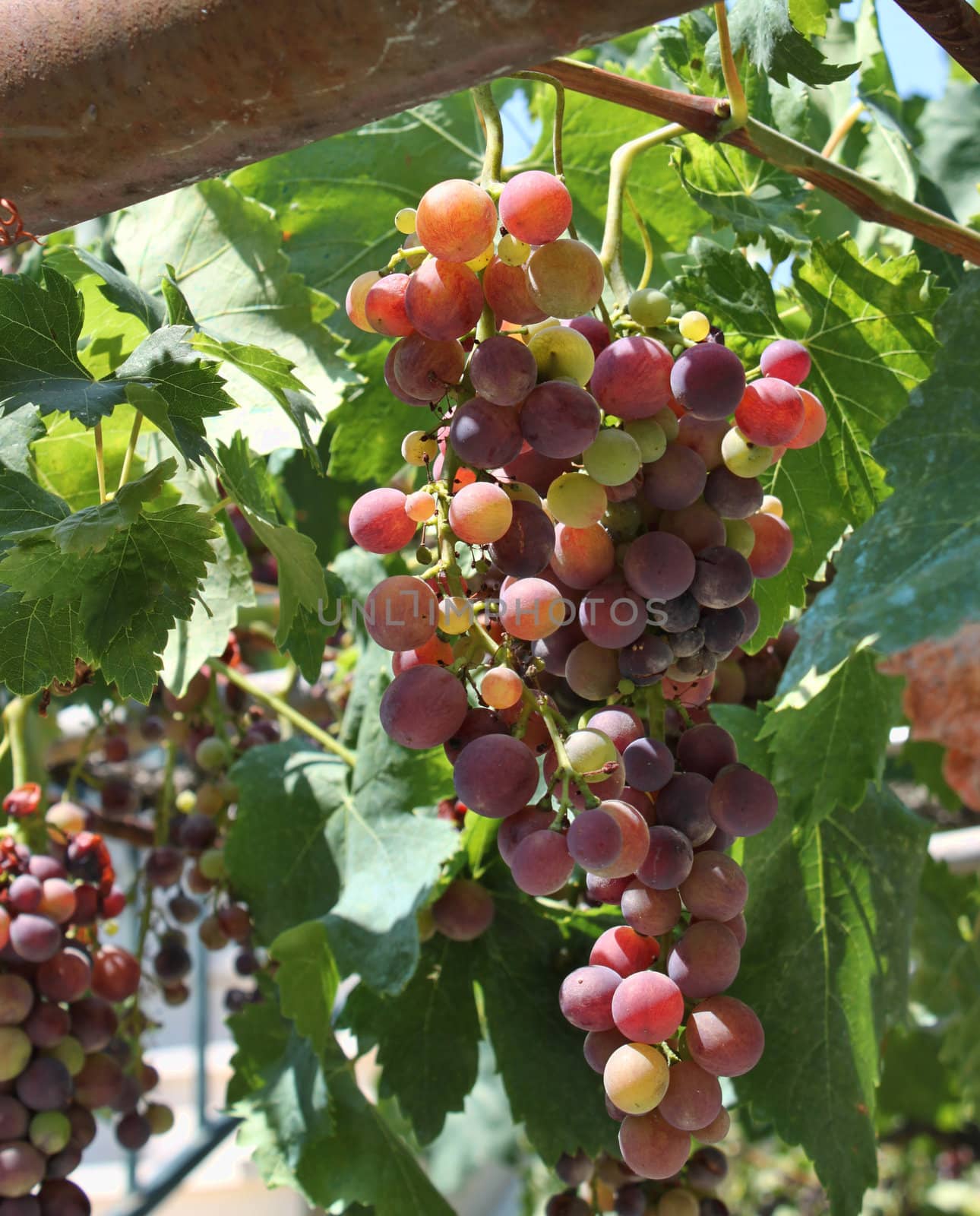 Fresh wine grapes growing in vineyard garden