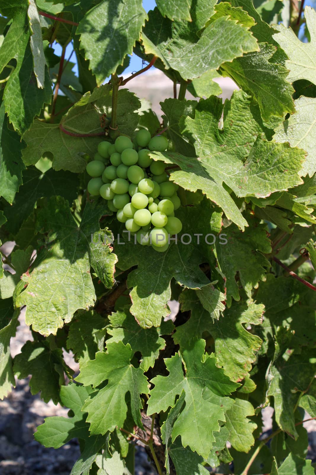 Fresh green wine grapes growing in vineyard