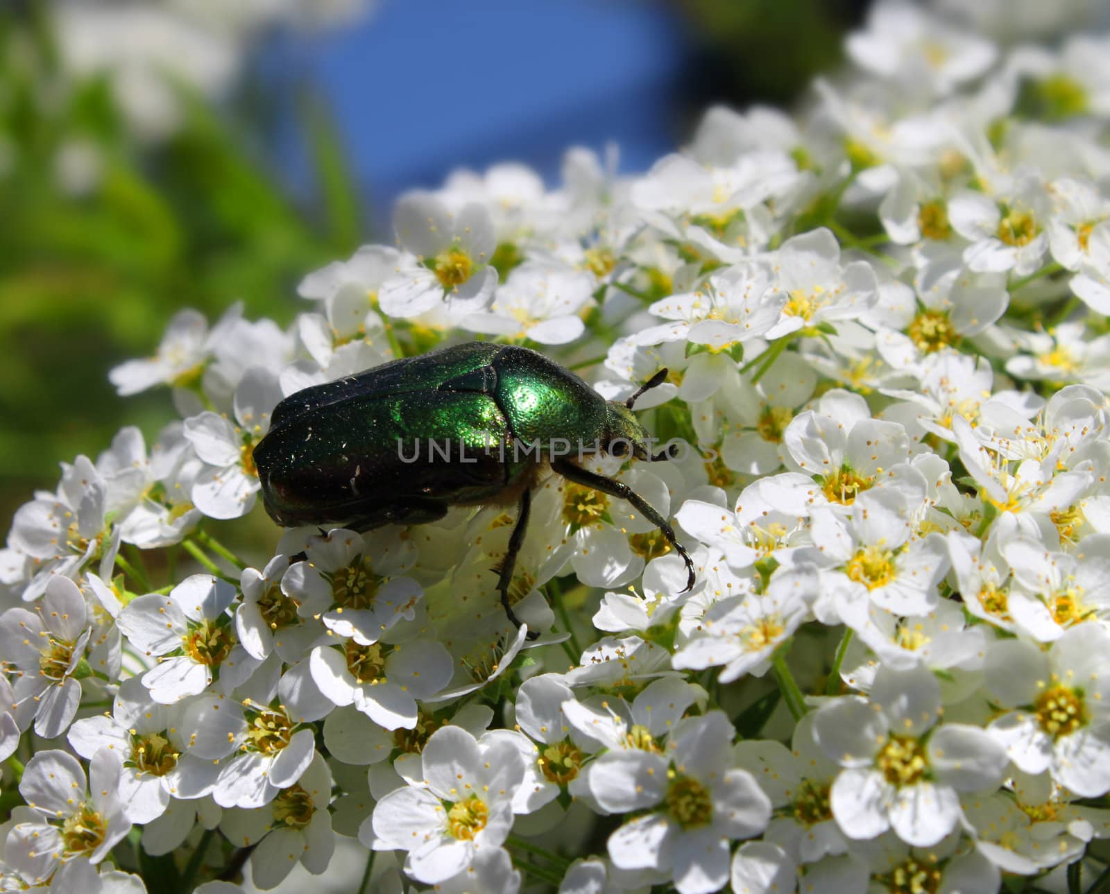 Green beetle on flower by anterovium