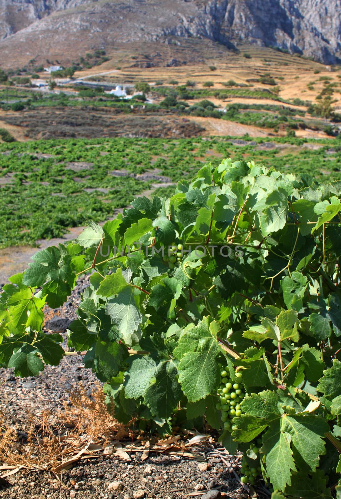 Mediterranean vineyard by anterovium