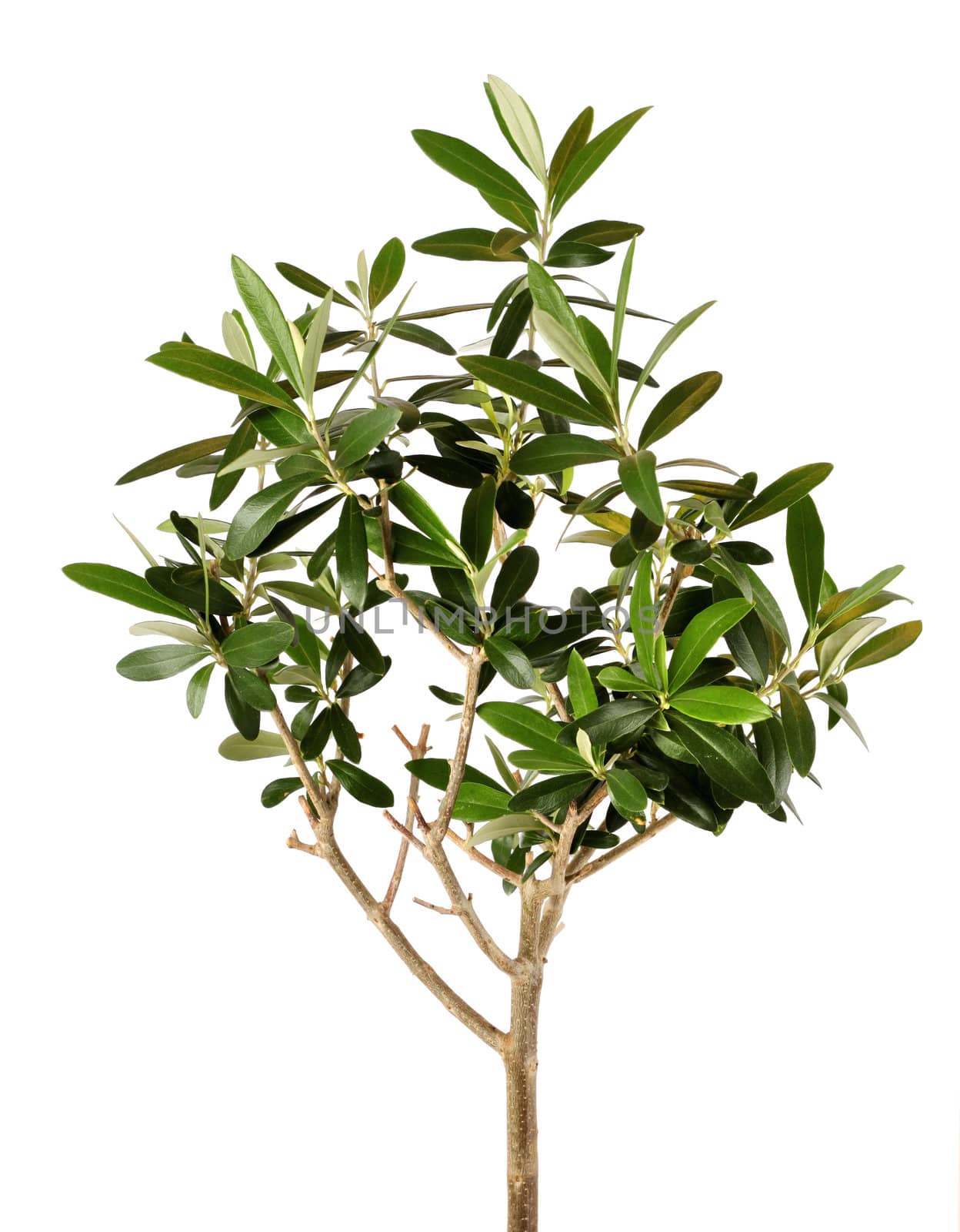 Lush young olive tree closeup isolated on white