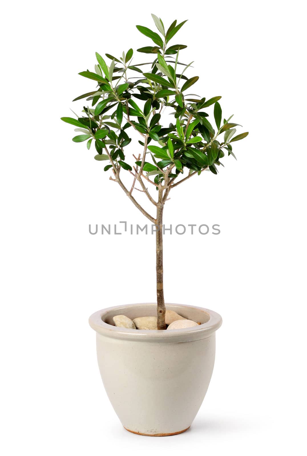 Young olive tree in pot by anterovium
