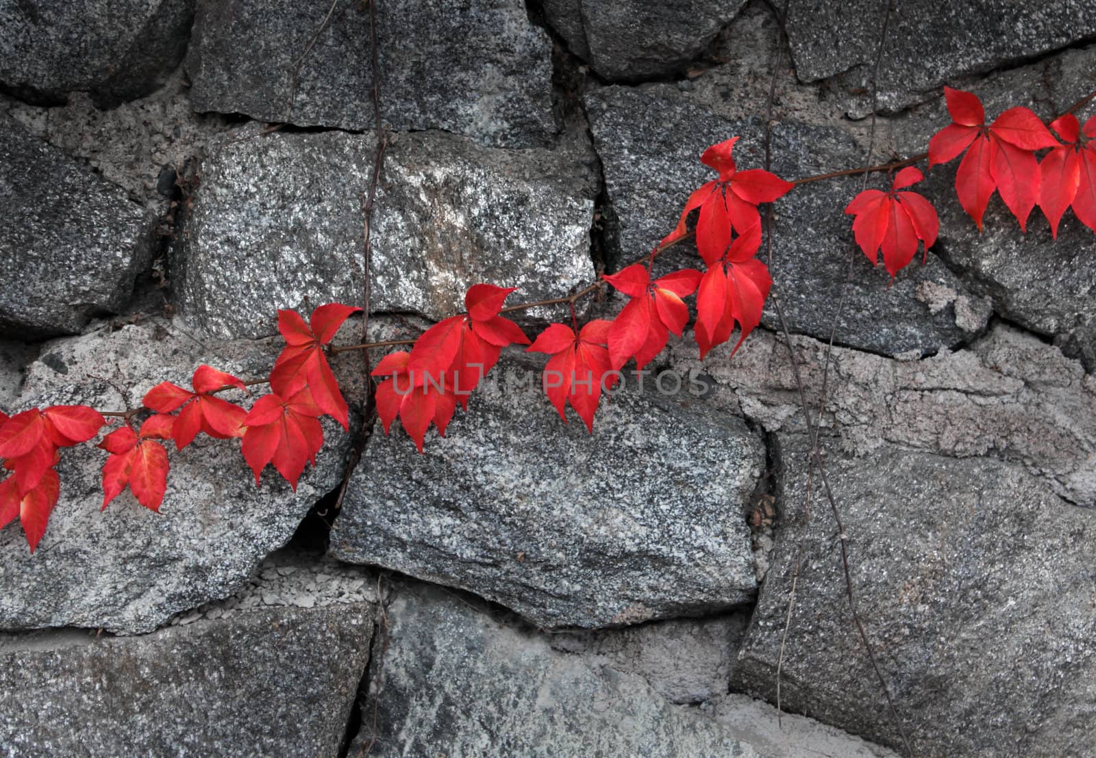 Red leaves climbing plant on gray stone wall background