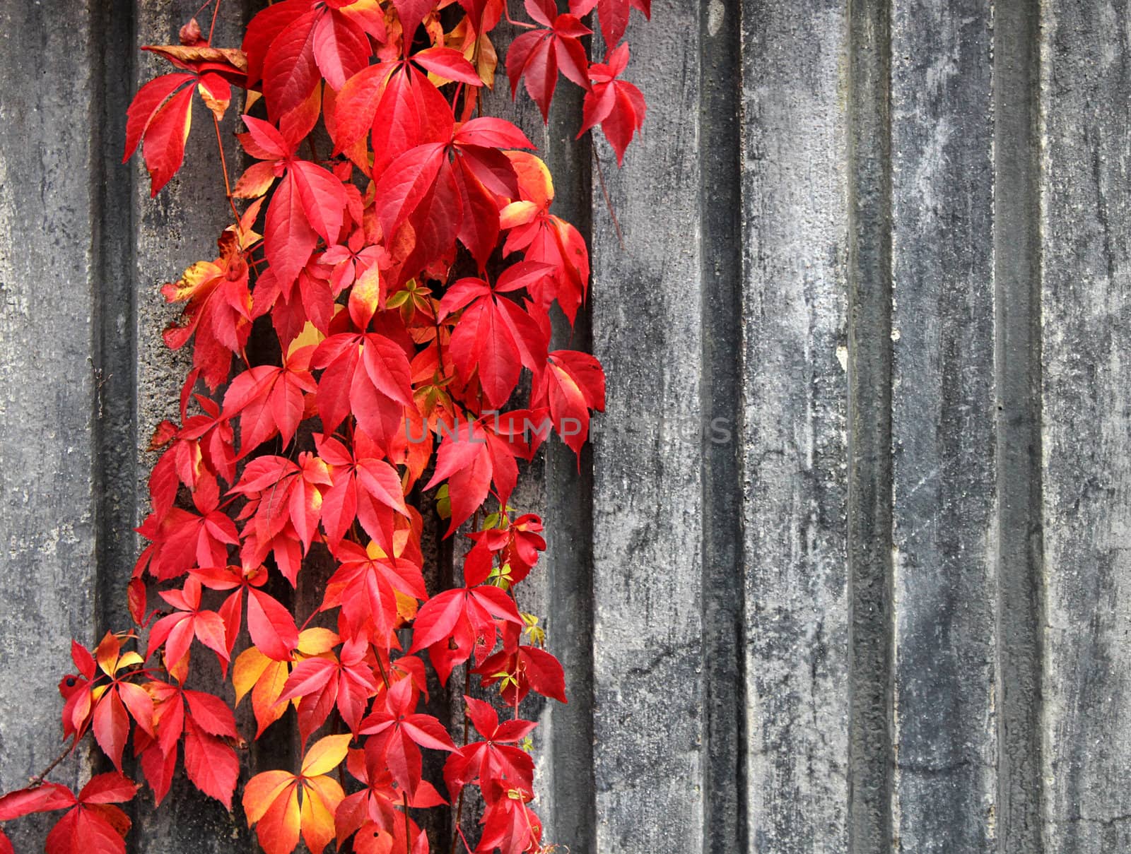 Autumn red climbing plant on grey wall background