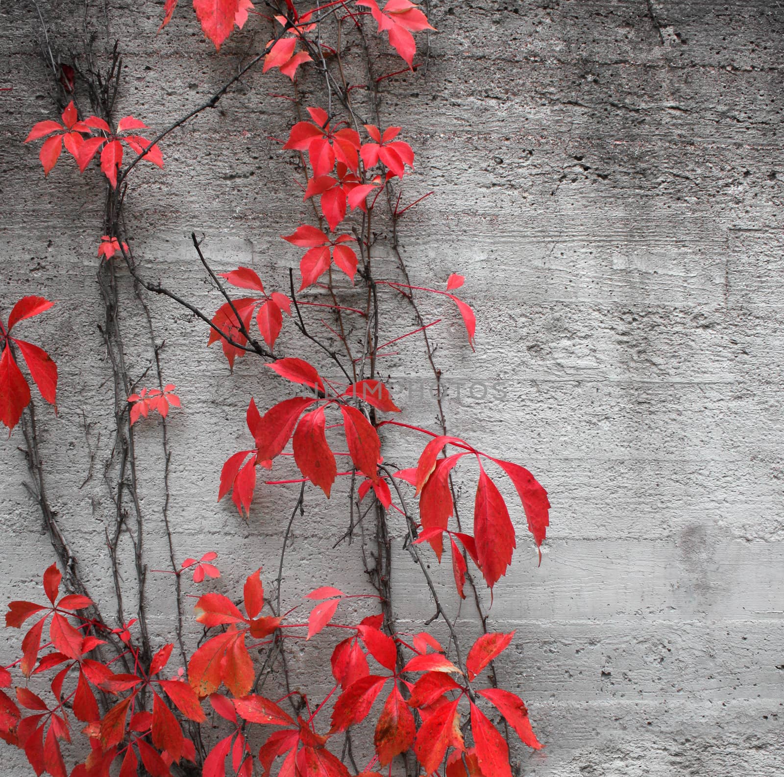 Red climbing plant background by anterovium