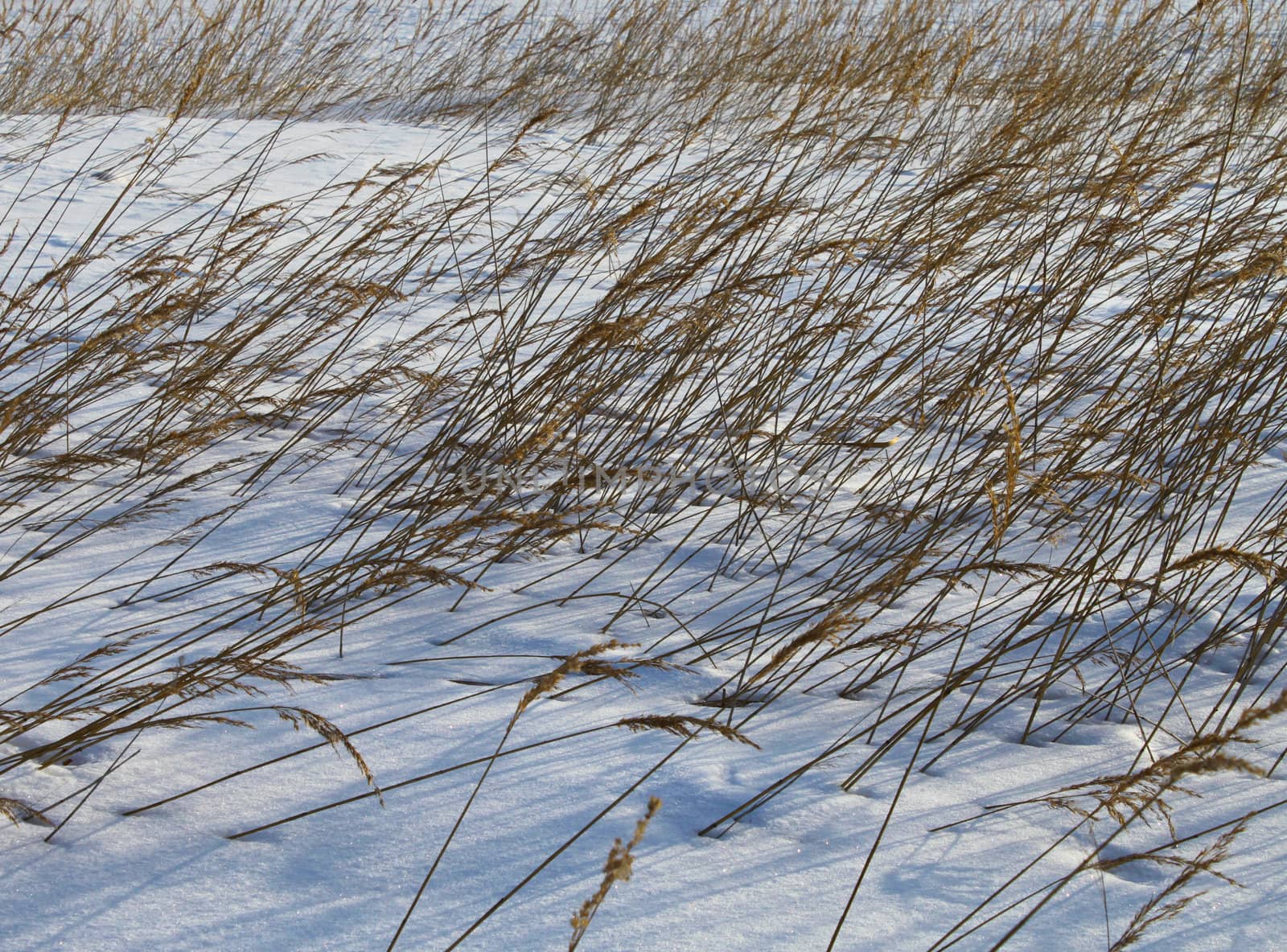 Reeds bent by wind, in deep winter snow