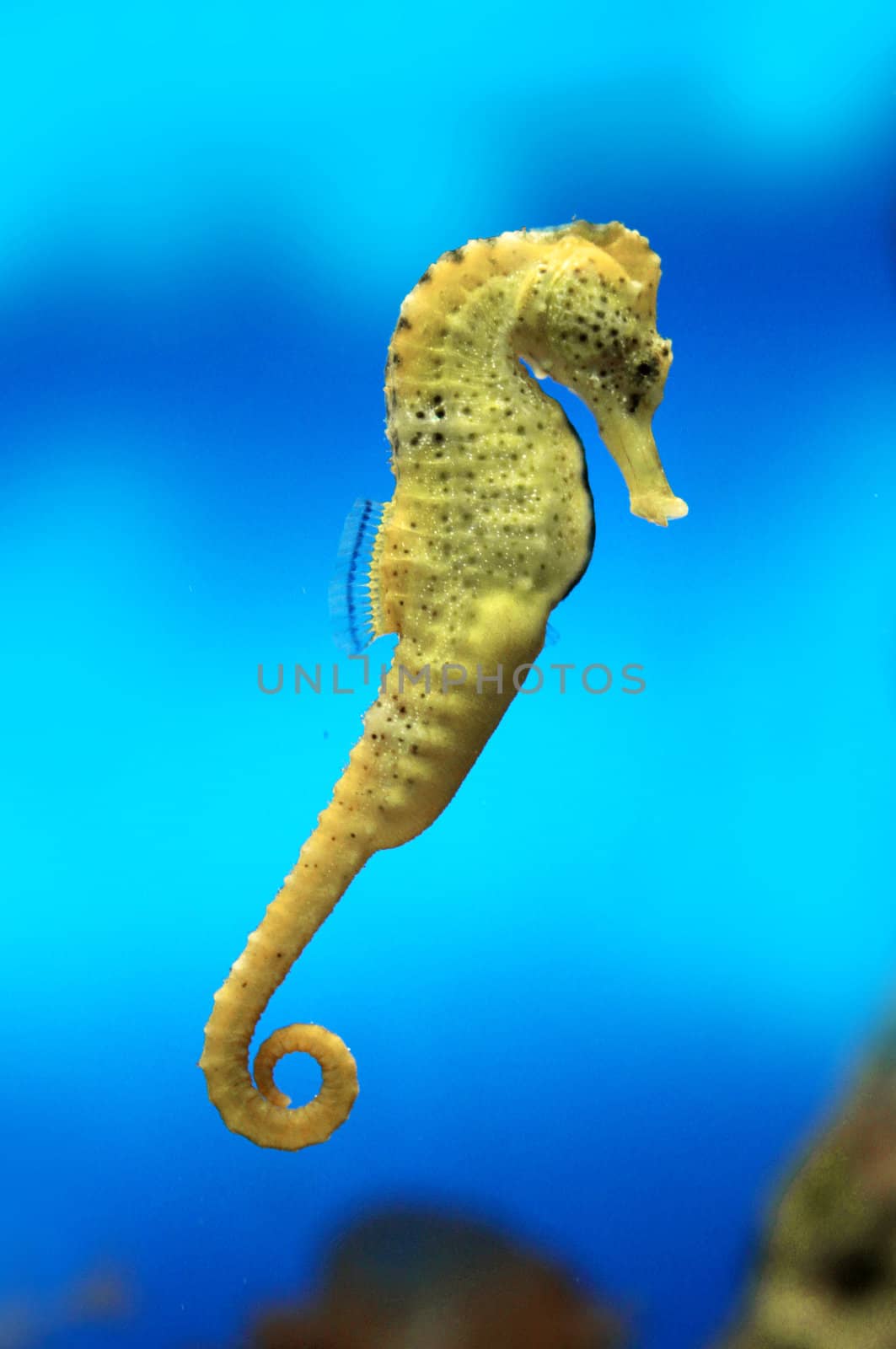 Yellow sea-horse on blue water background