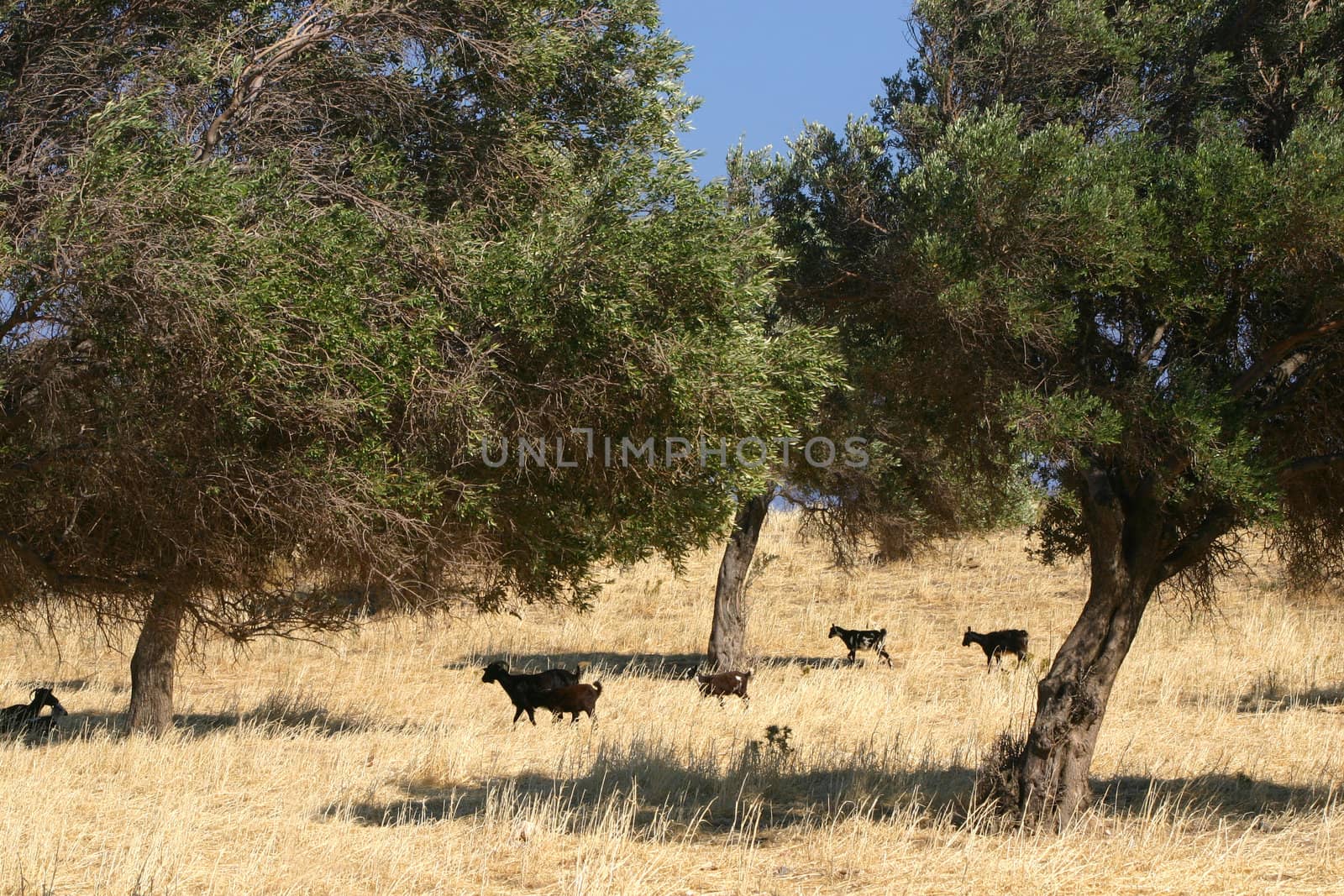 Black sheep in Mediterranean olive grove field