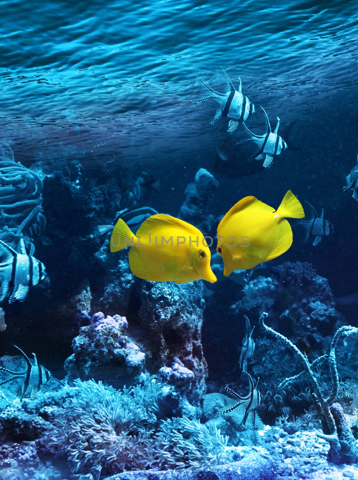 Two yellow tropical fishes meet in blue coral reef sea water aquarium