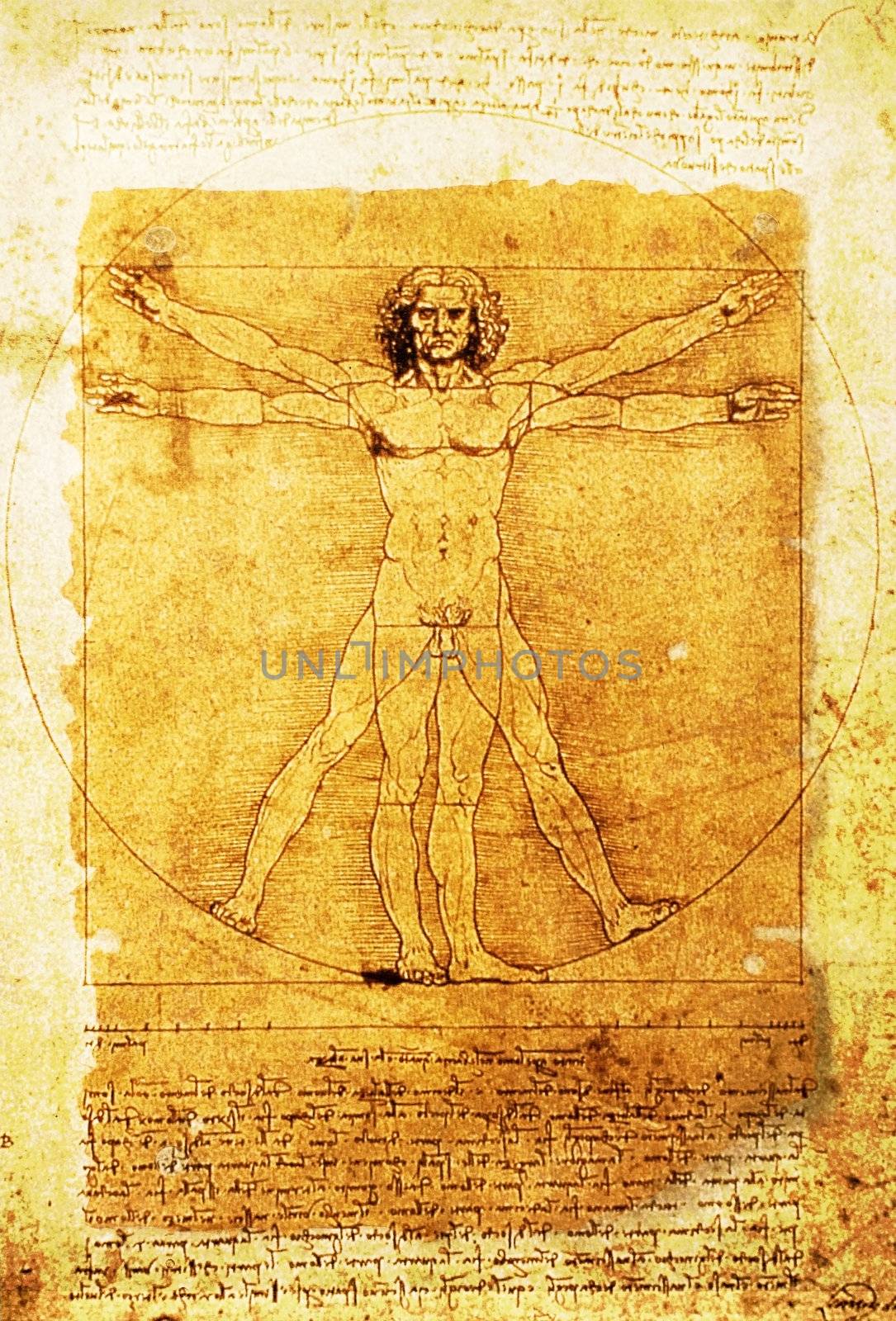 Leonardo's Vitruvian Man old parchment by anterovium