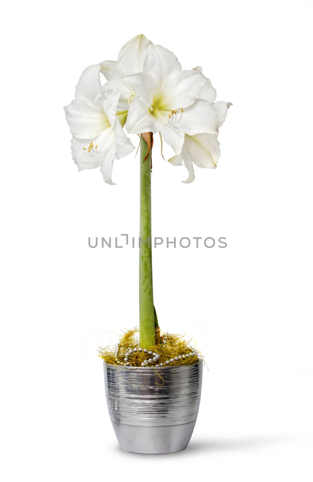 White amaryllis flower in pot isolated on white background