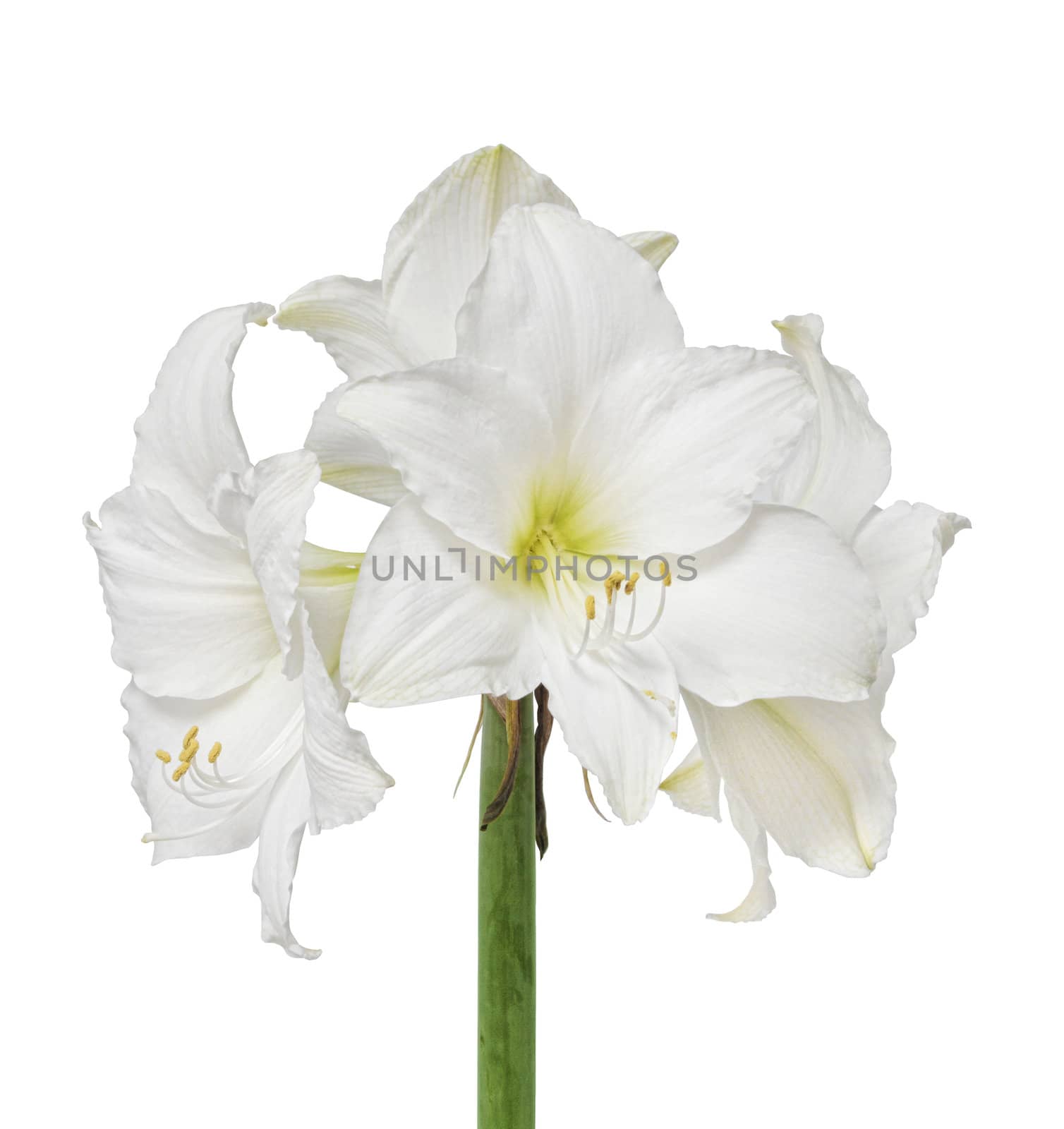 White amaryllis flower by anterovium