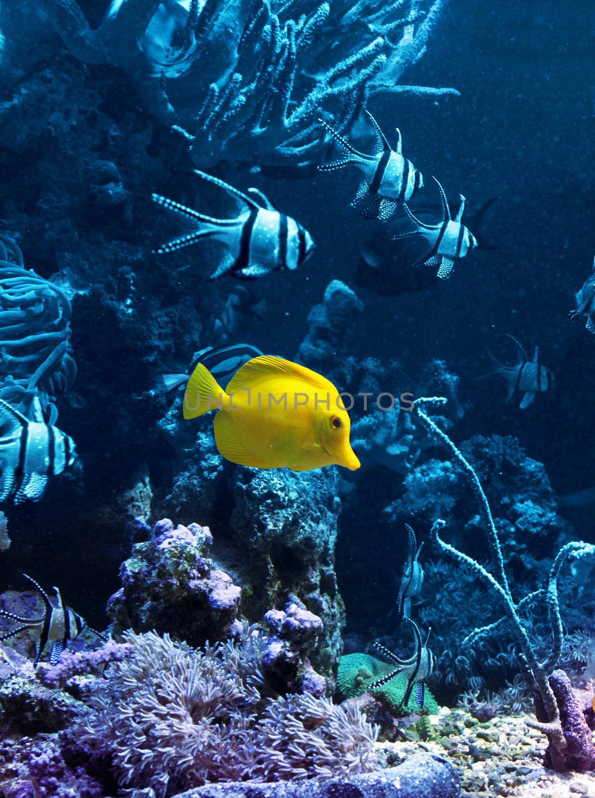 Yellow tropical fish in blue coral reef water aquarium