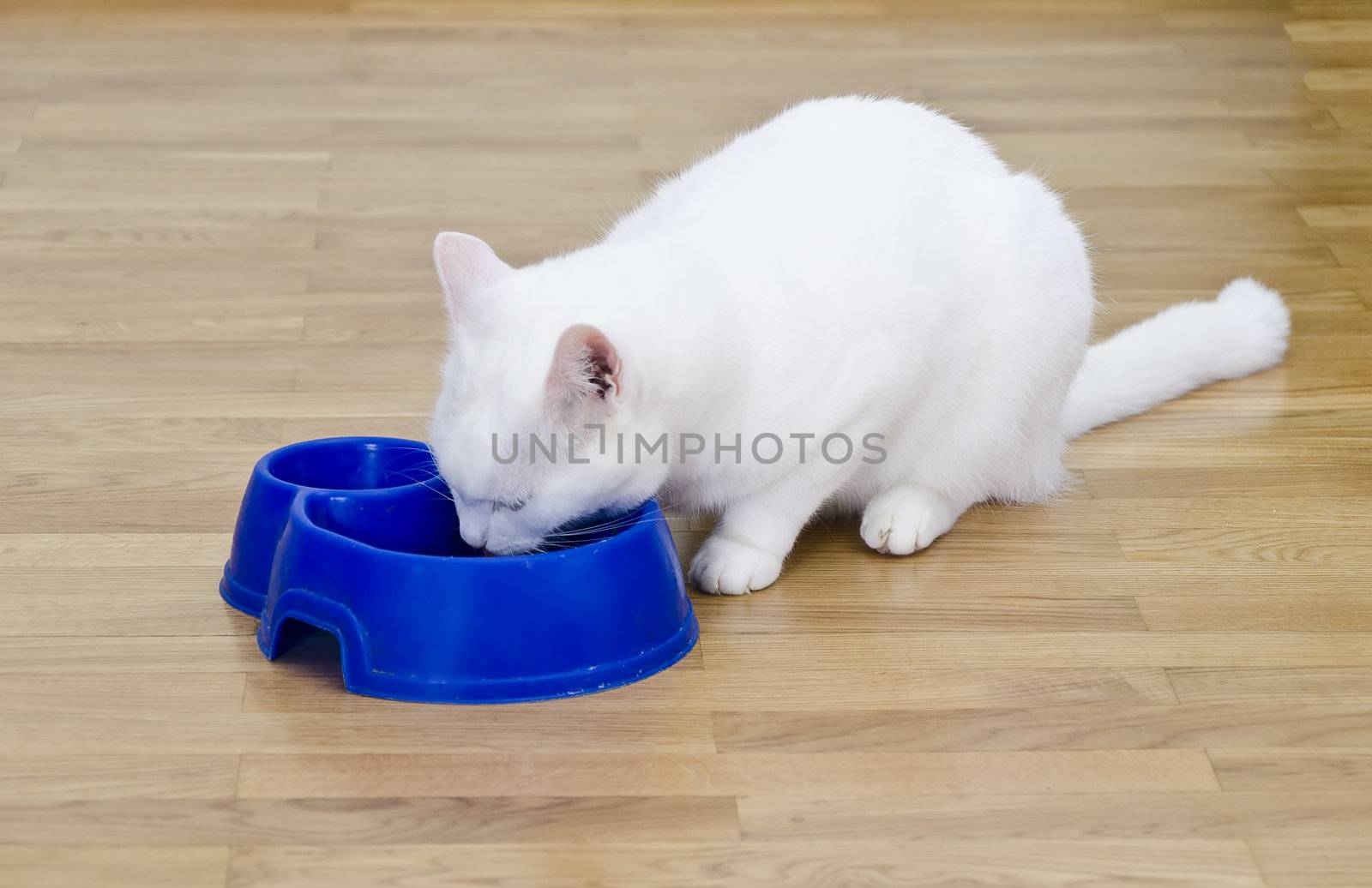 White cat eats a meal of white blue bowl