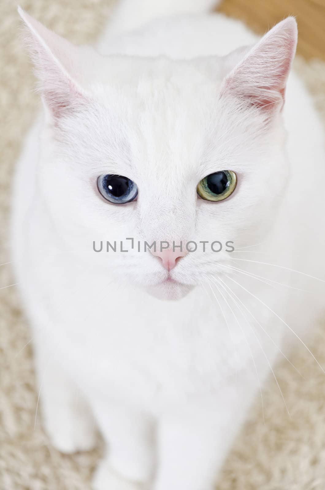 White cat with different eyes looking straight into the camera