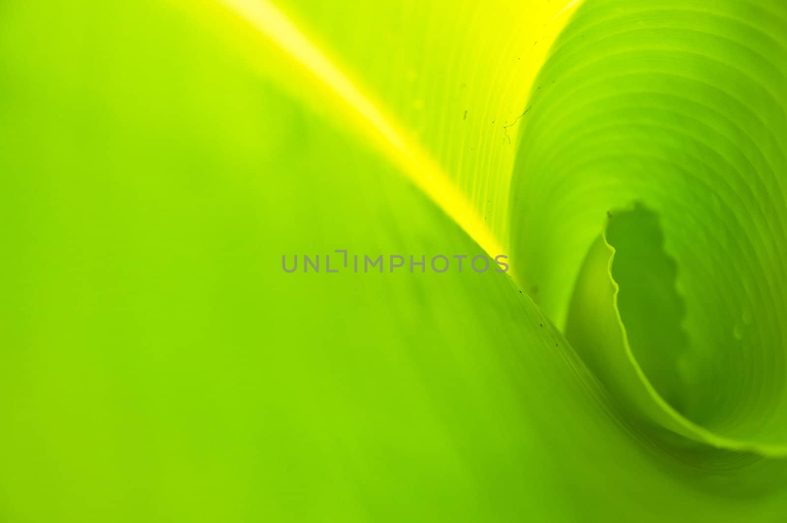 green banana leaf , Texture and background in Nature