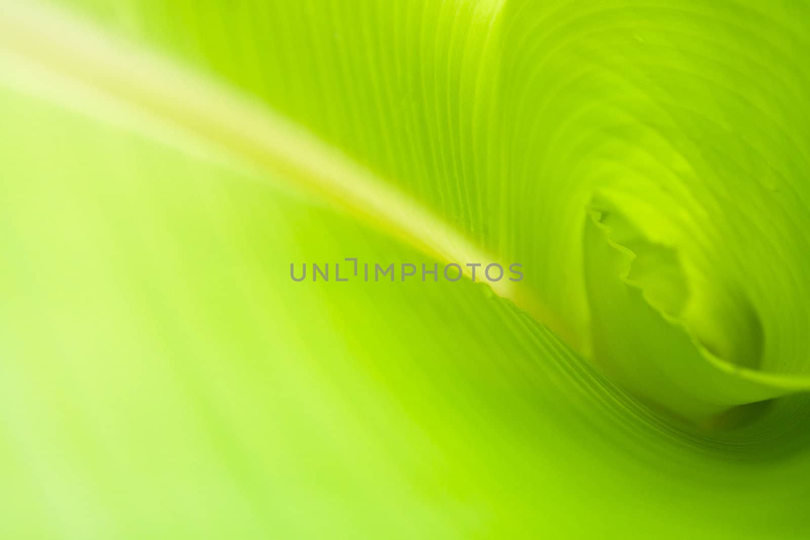 green banana leaf , Texture and background in Nature