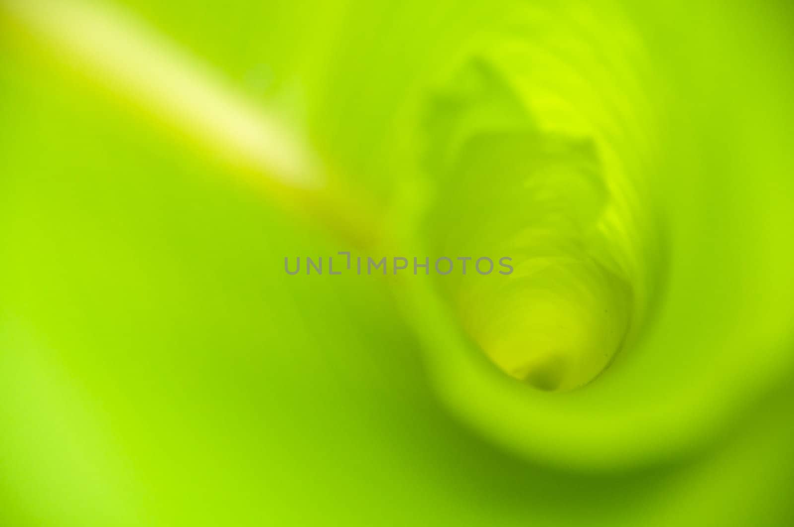 green banana leaf , Texture and background in Nature