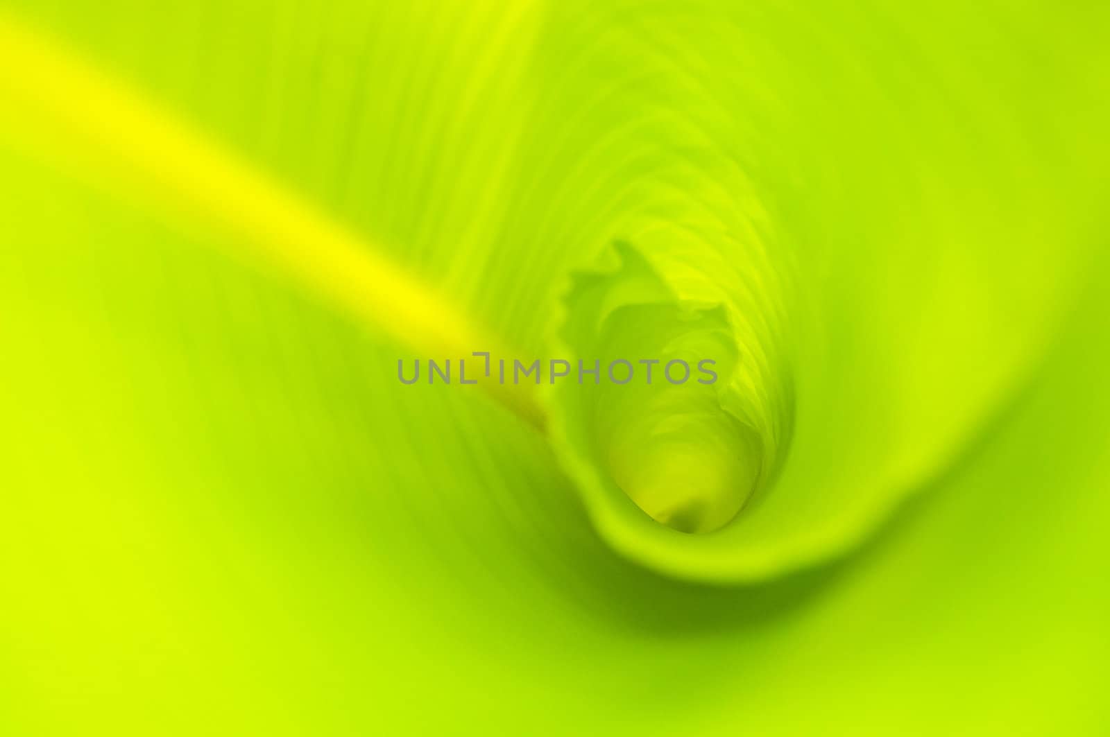 banana leaf by Yuri2012