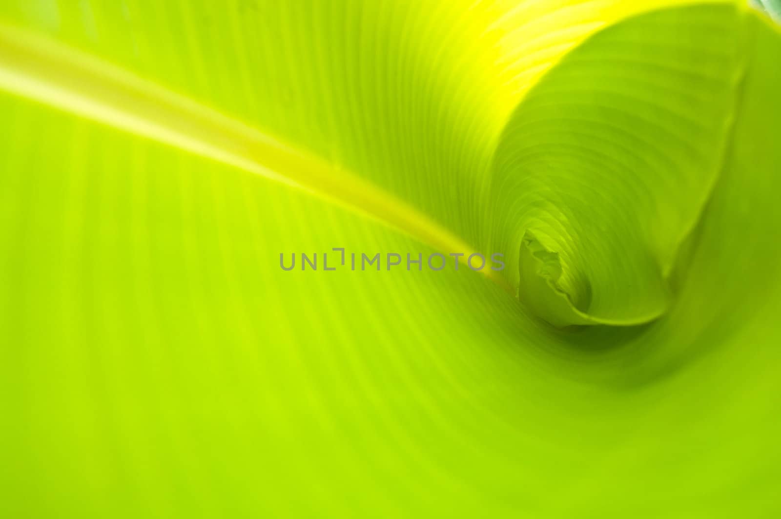 green banana leaf , Texture and background in Nature