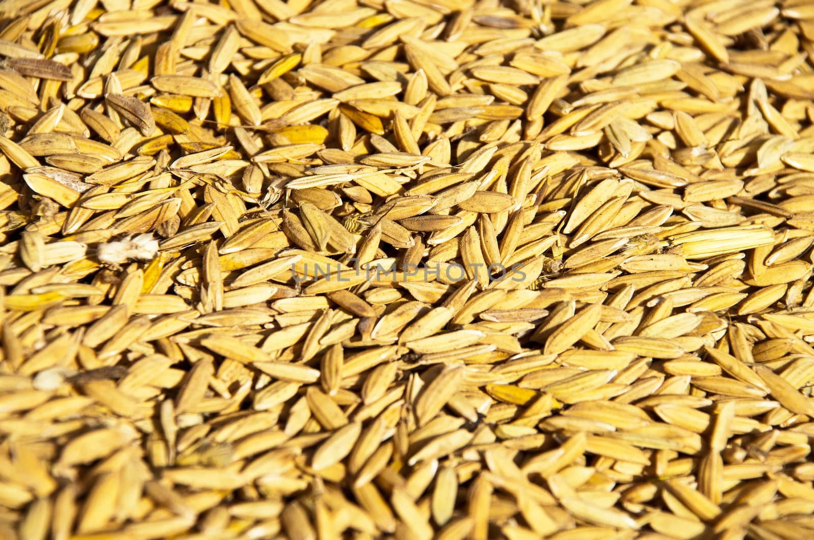 texture of paddy rice , background and texture in nature