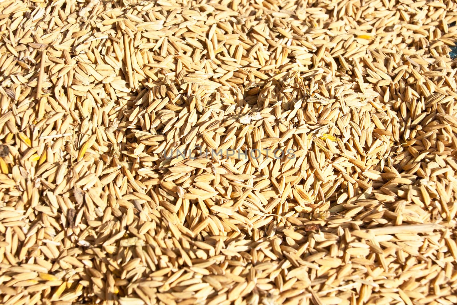 texture of paddy rice , background and texture in nature