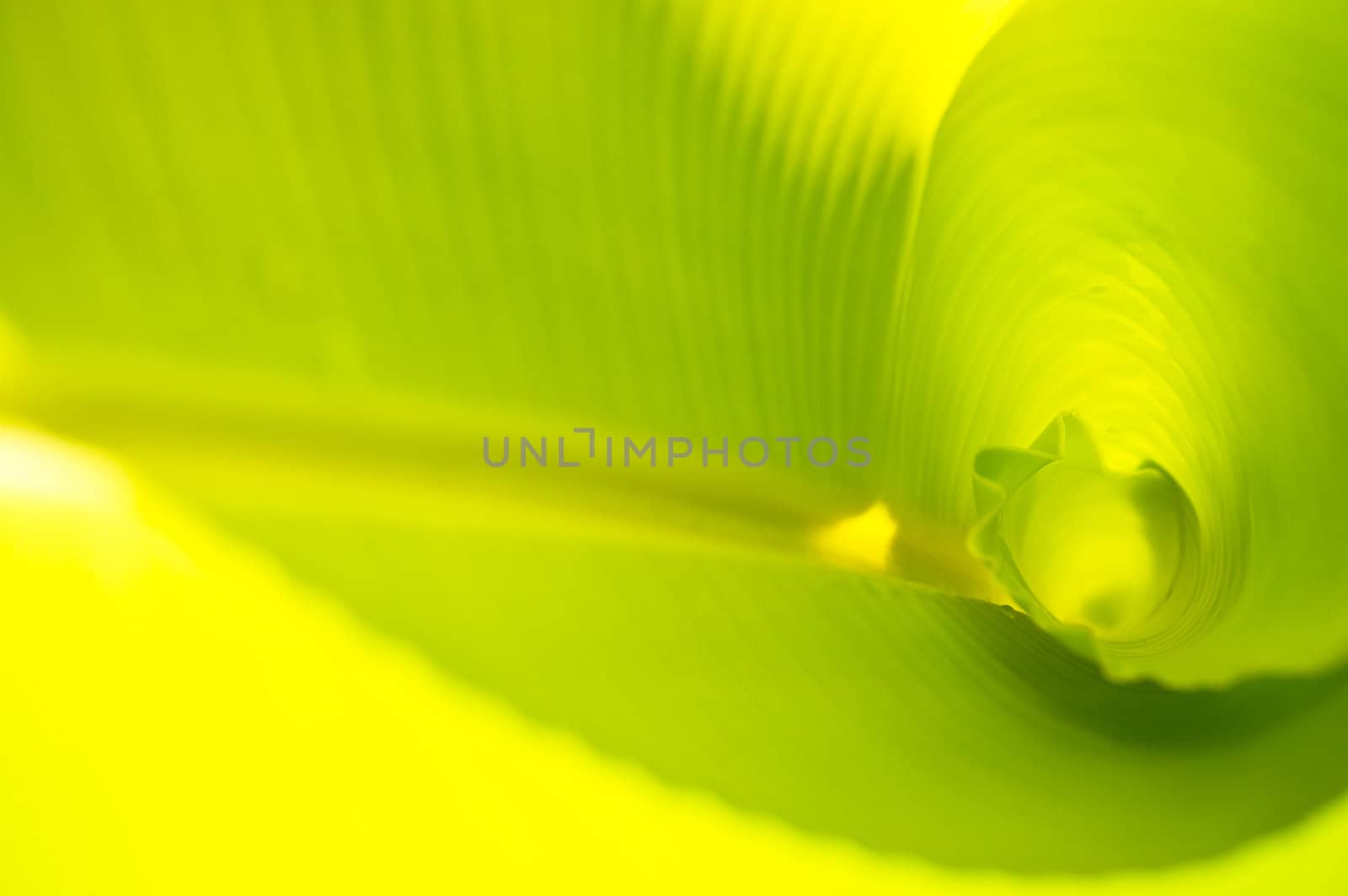 banana leaf by Yuri2012