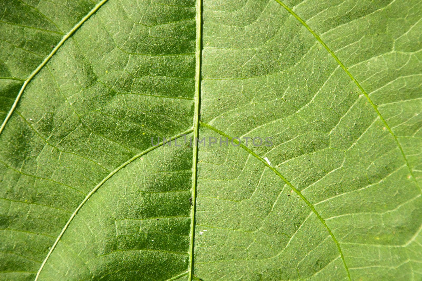 Texture of a green leaf as background in nature