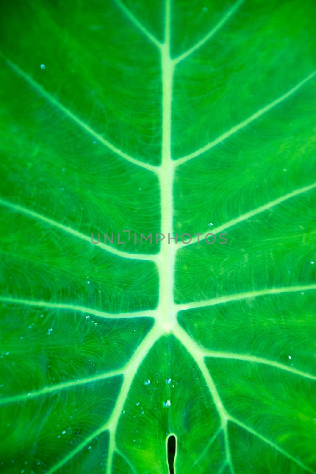 Texture of a green leaf as background in nature