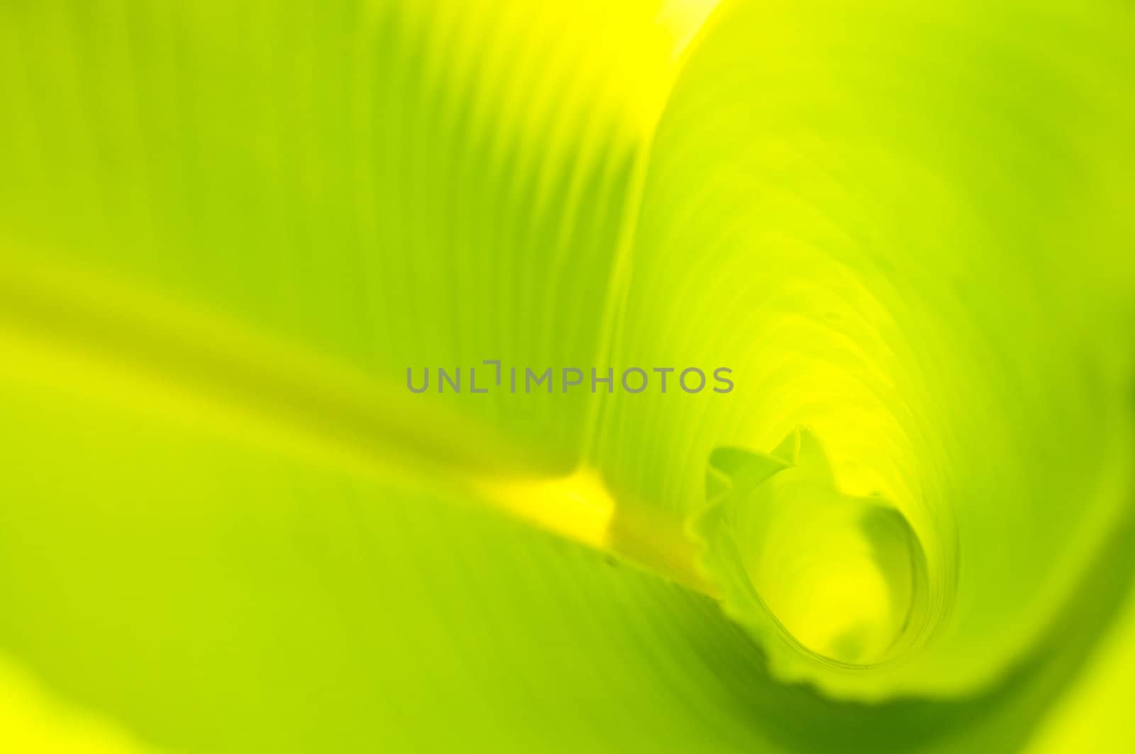 green banana leaf , Texture and background in Nature